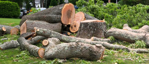 Large Tree Removal in Tomball