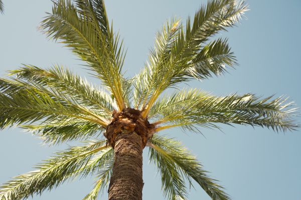 Palm Tree Removal in Tomball