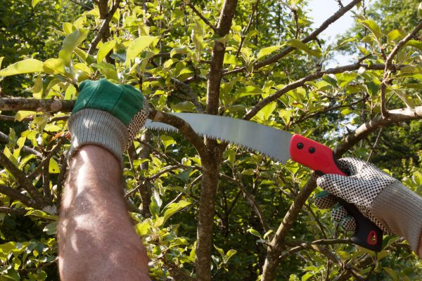 Small Tree Removal in Tomball