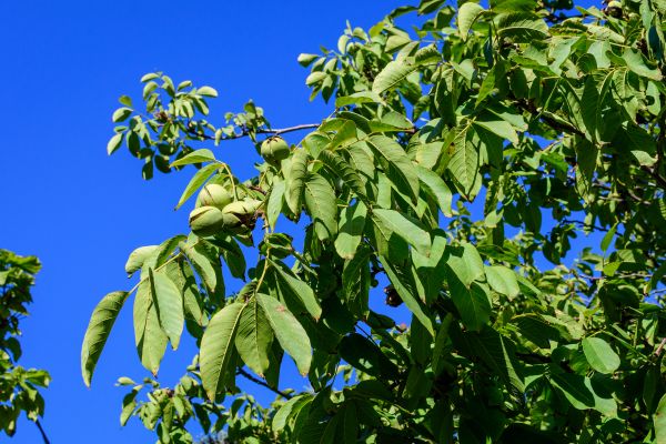 Walnut Tree Removal in Tomball