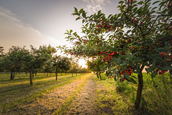 Cost of Cherry Tree Removal in Tomball