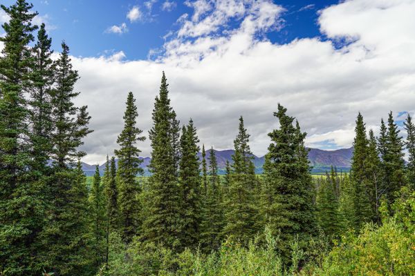 Cost of Spruce Tree Removal in Tomball