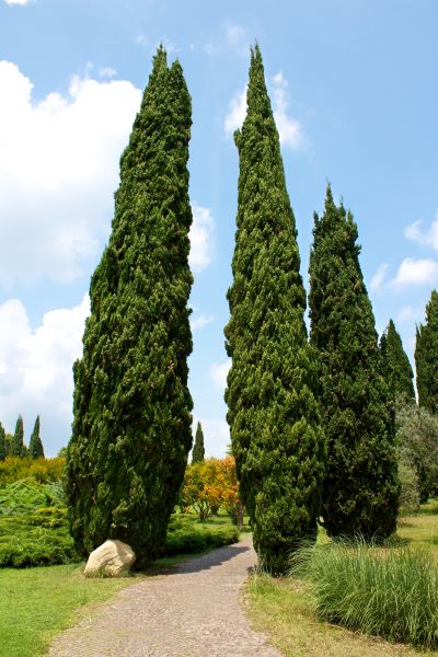 Cypress Tree Removal in Tomball