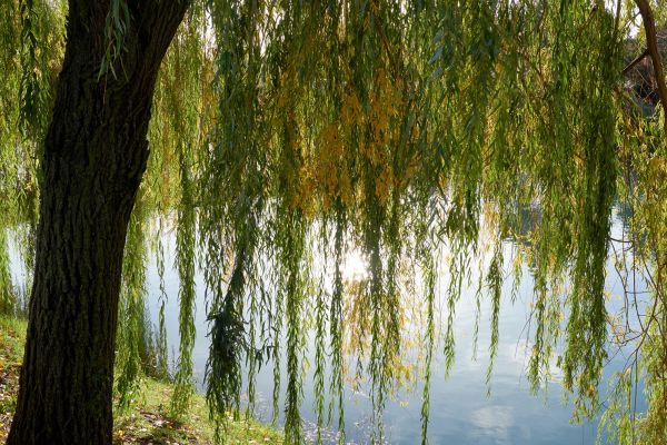 Willow Tree Removal in Tomball