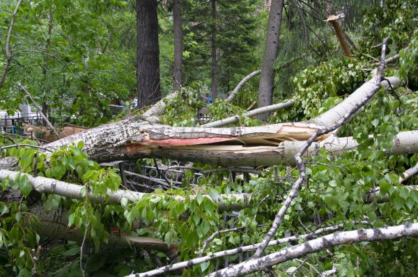 Cost of Birch Tree Removal in Tomball