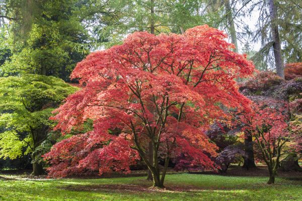 Maple Tree Removal in Tomball