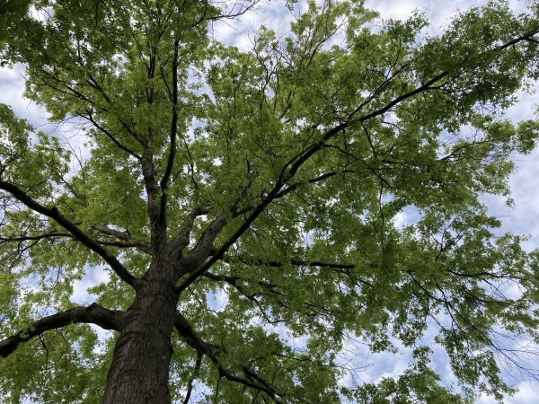 Oak Tree Removal in Tomball