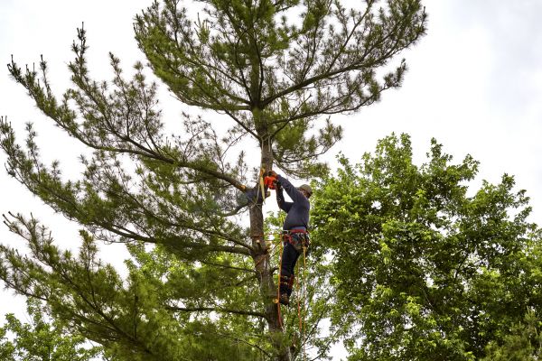 Pine Tree Removal in Tomball