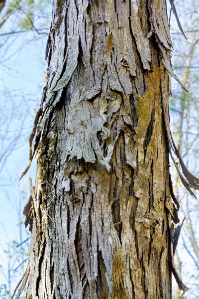 Cost of Hickory Tree Removal in Tomball