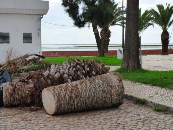 Palm Trees Removal in Tomball