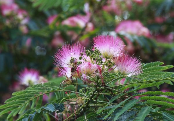 Cost of Mimosa Tree Removal in Tomball