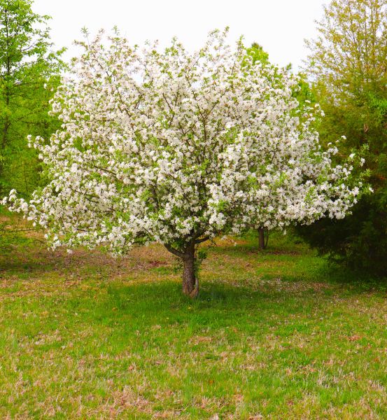Cost of Dogwood Tree Removal in Tomball