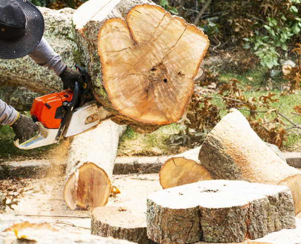 Tree Removal Service in Tomball