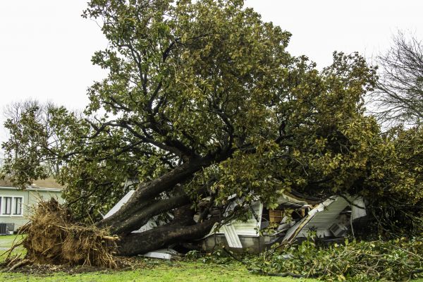Fallen Tree Removal in Tomball