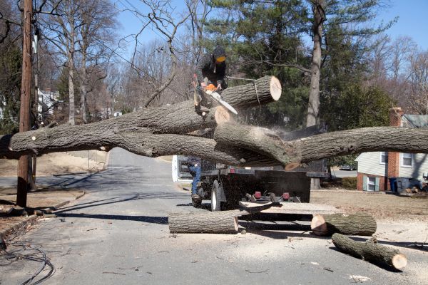 Residential Tree Removal in Tomball