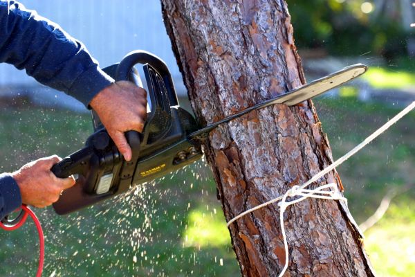 Dead Tree Removal in Tomball
