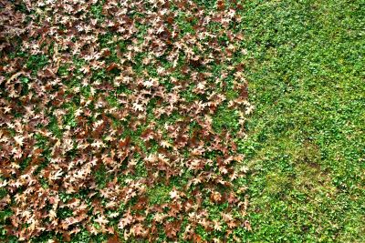 Clean Yard Appearance