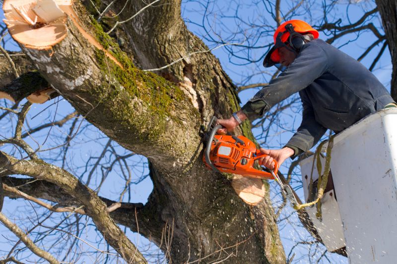 Tree Removal in Progress