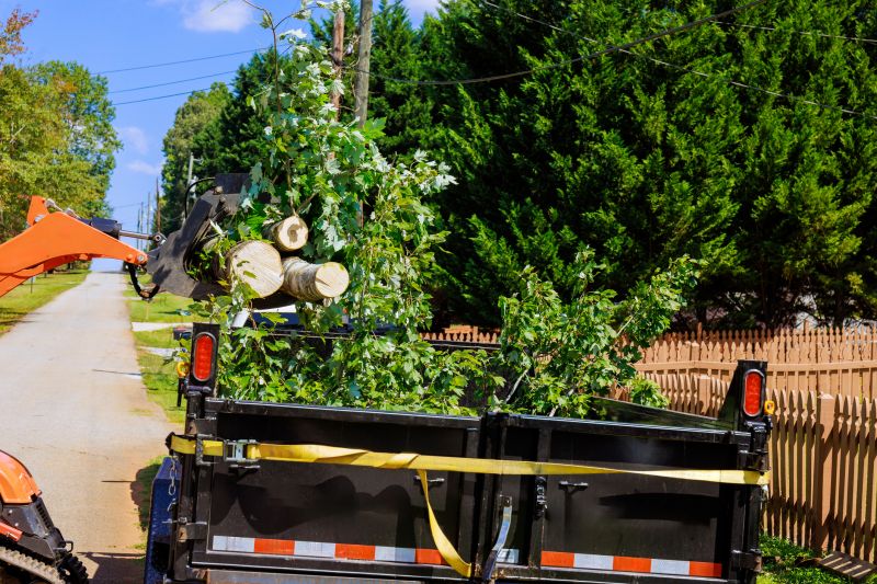Hickory Tree Removal