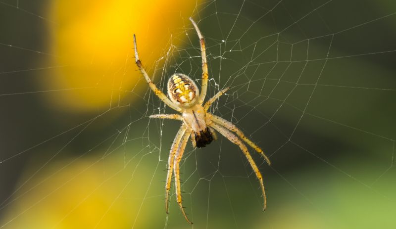 Spider Control Service
