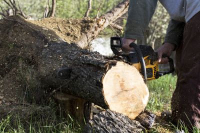 Before and After Tree Removal