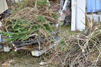 Tree Removal in Winter