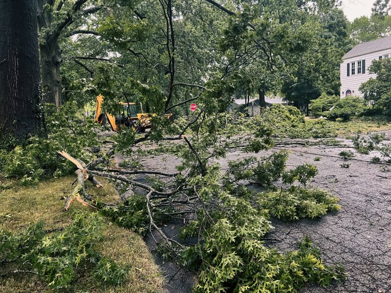 Spring Tree Removal