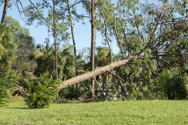 Fall Tree Removal
