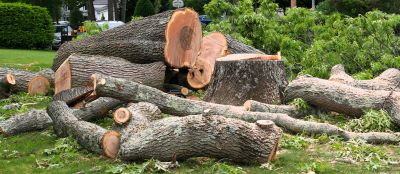 Completed Tree Removal Project