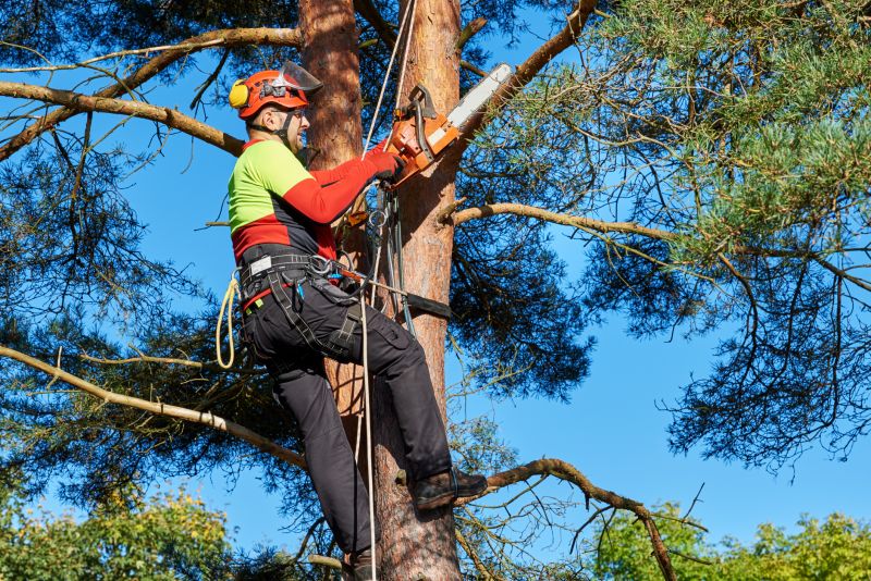 Tree Service Crew at Work