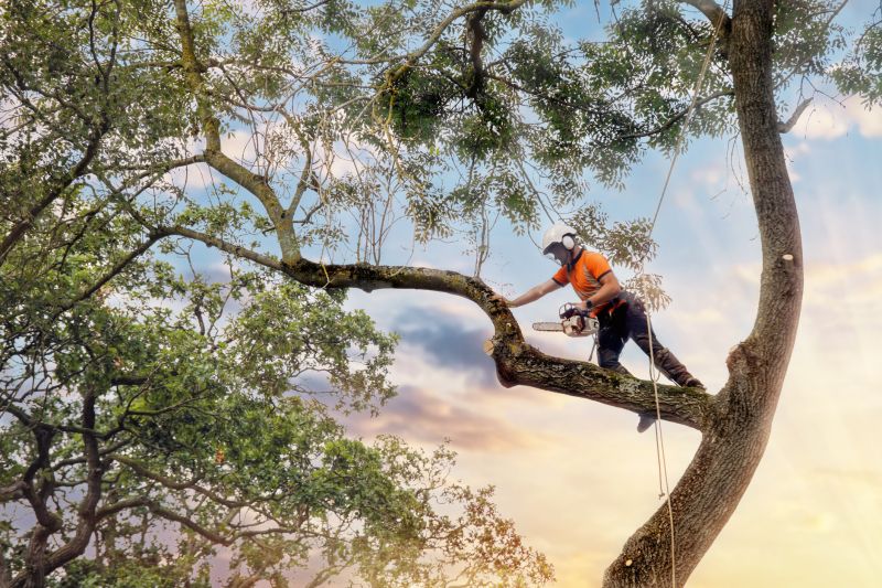 Tree Health and Safety Inspection