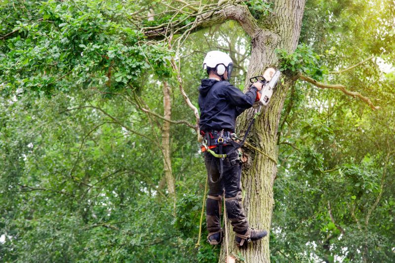 Proper Tree Felling Techniques