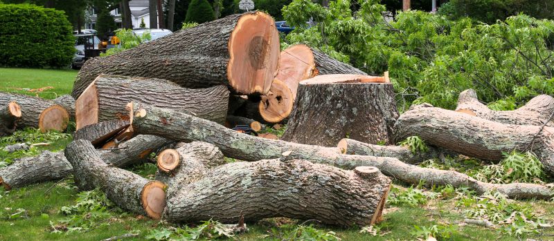 Stump Removal Process
